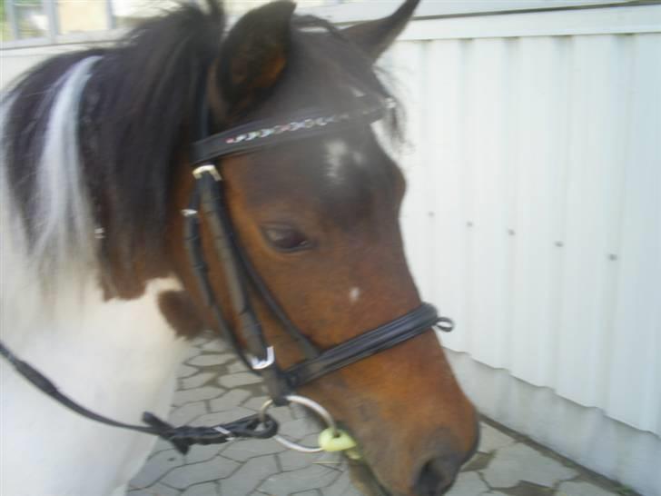 Pinto Tilde billede 11