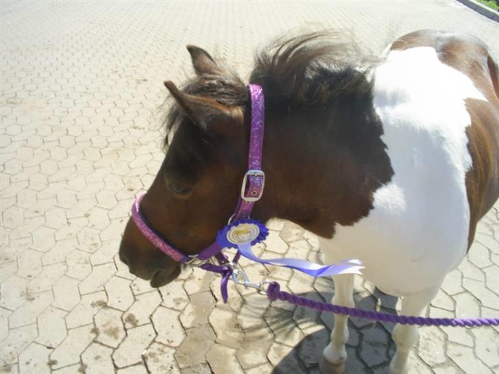 Pinto Tilde billede 12