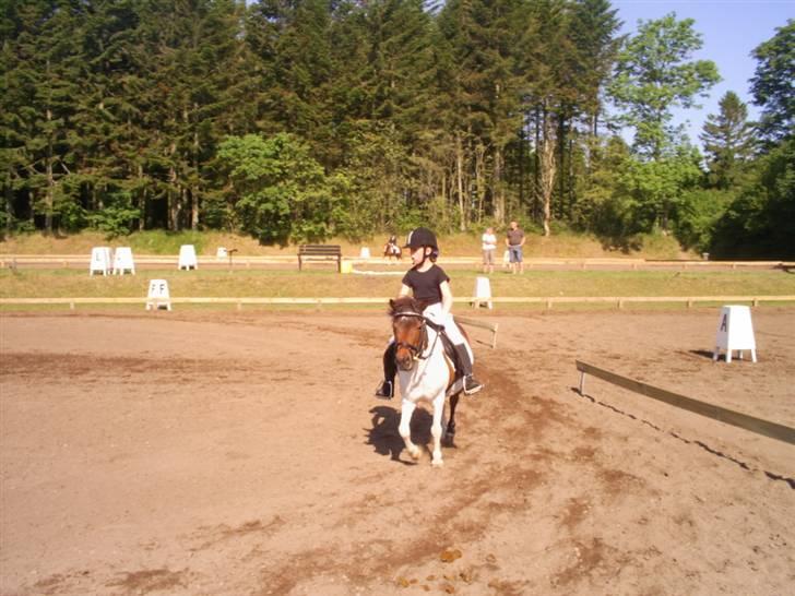 Pinto Tilde billede 13