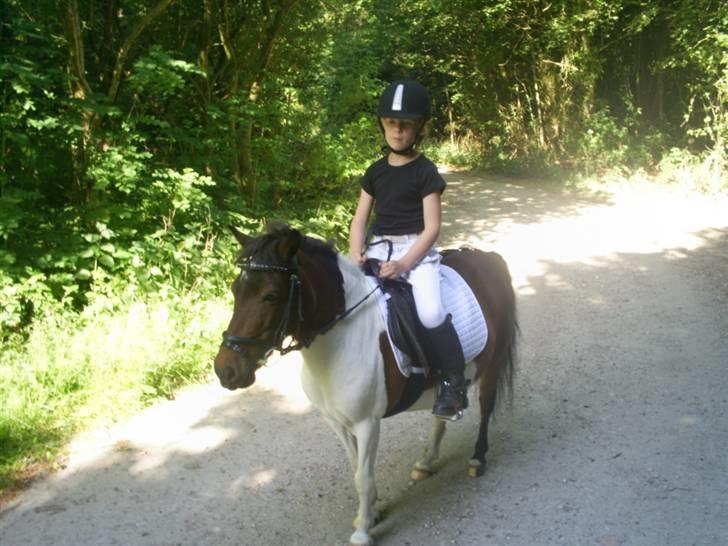 Pinto Tilde billede 14