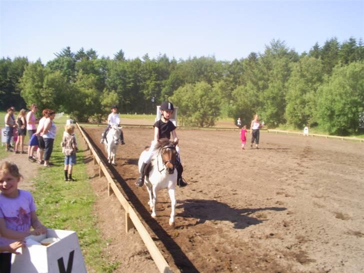 Pinto Tilde billede 15