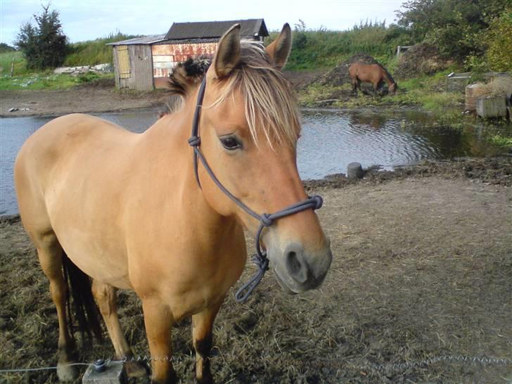 Anden særlig race ribena - ridena min. hun er en fuldblod med noget fjordhest i uden på fjodhest enden i fuldblod heeh :) billede 1