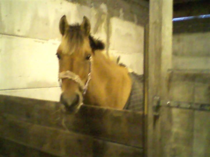 Anden særlig race ribena - ribena som elsker og være ende hvor der er mad :) billede 2