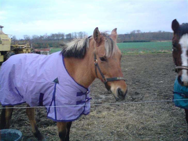 Anden særlig race ribena - en kold vinter dag :) billede 3