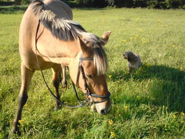 Anden særlig race ribena - ude på tur :) billede 5