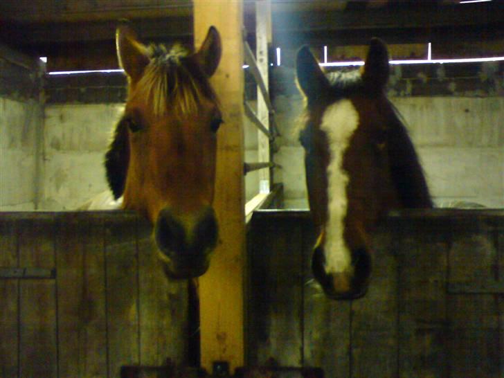 Anden særlig race ribena - ribena og flicka :) billede 6