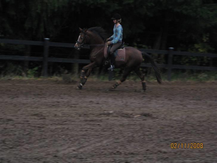 Welsh Cob (sec D) Eilien *Solgt* - Unique<333 (Hun får lige øje på noget) billede 6