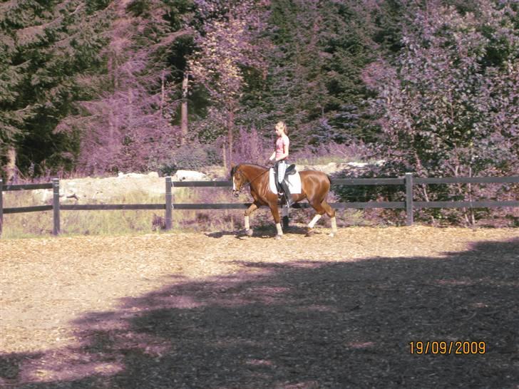 Welsh Cob (sec D) Eilien *Solgt* - nyt  billede 9