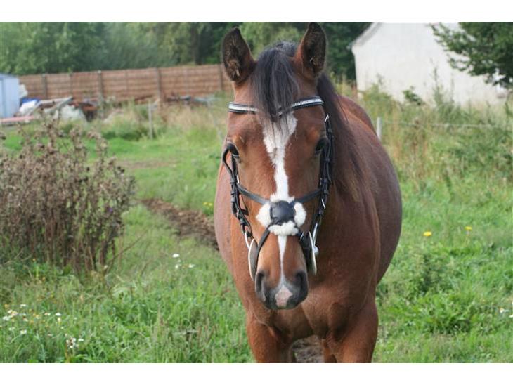 {{currentPhoto.altText}} billede {{currentPhoto.number}}