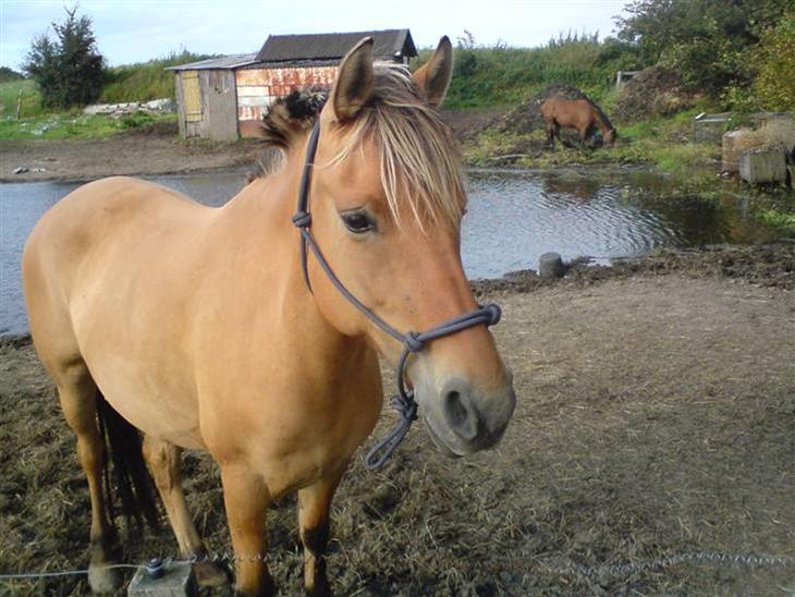 {{currentPhoto.altText}} billede {{currentPhoto.number}}