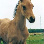 Anden særlig race Elmely`s Montoya