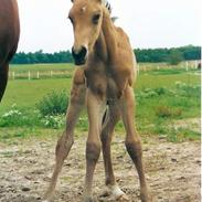 Anden særlig race Elmely`s Montoya