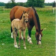 Anden særlig race Elmely`s Montoya