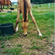 Anden særlig race Elmely`s Montoya