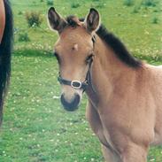 Anden særlig race Elmely`s Montoya