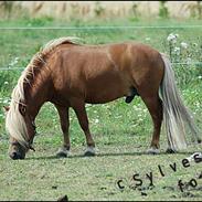 Dansk Miniature Hovvejens Dundee