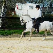 Welsh Pony (sec B) Lyngvejens Agent