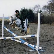 Welsh Pony (sec B) Lyngvejens Agent