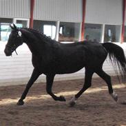 Oldenborg Bessie af Bækkeskov