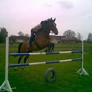 Hannoveraner Pompidou 21