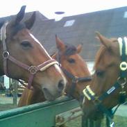 Hannoveraner Pompidou 21