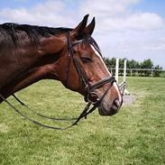 Hannoveraner Pompidou 21