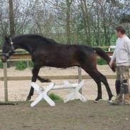 Dansk Varmblod CAPO CRIMINI SOLGT