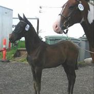 Dansk Varmblod CAPO CRIMINI SOLGT