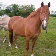 Anden særlig race Bella