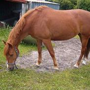 Anden særlig race Bella