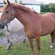 Anden særlig race Bella