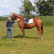 Anden særlig race Bella