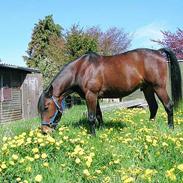 Traver William Way RIP