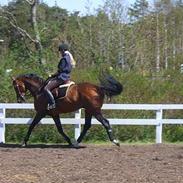 Hollandsk Varmblod Pavarotti