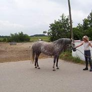 Welsh Pony (sec B) Hårupgård Denise