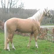 Palomino Stargold´s Kaliph