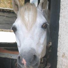 Welsh Pony (sec B) Lyngvejens Agent
