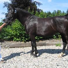 Oldenborg Bessie af Bækkeskov