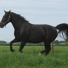 Oldenborg Bessie af Bækkeskov
