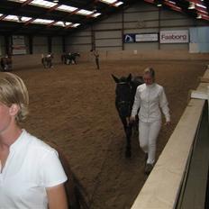 New Forest Åbakkens Mayfield SOLGT