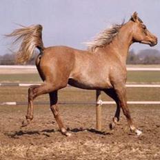 Arabisk fuldblod (OX) RM Qidar OX 3827