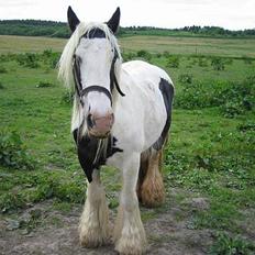 Irish Cob Irish Silver Mane 