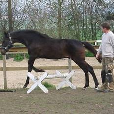 Dansk Varmblod CAPO CRIMINI SOLGT
