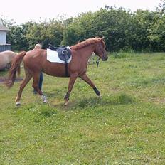 Anden særlig race Bella