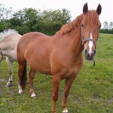 Anden særlig race Bella