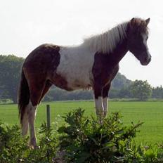 Islænder Læna fra Flugsæl