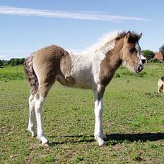Islænder Læna fra Flugsæl