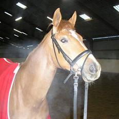 Dansk Varmblod Gaia  SOLGT