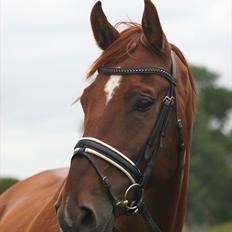 Dansk Varmblod Chameur