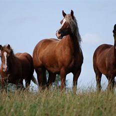 Welsh Cob (sec D) Lillelund's Miss Harmonie